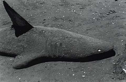 Shark