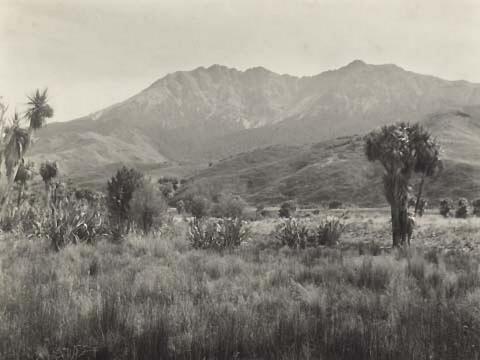 Mt Patriach from the Plains