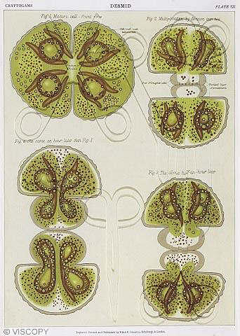 Desmid