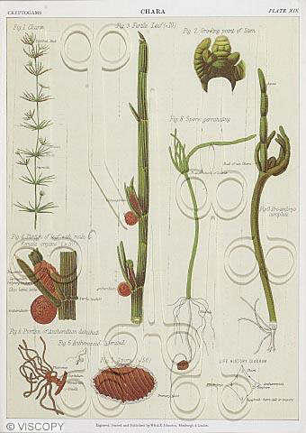 Male Shield Fern