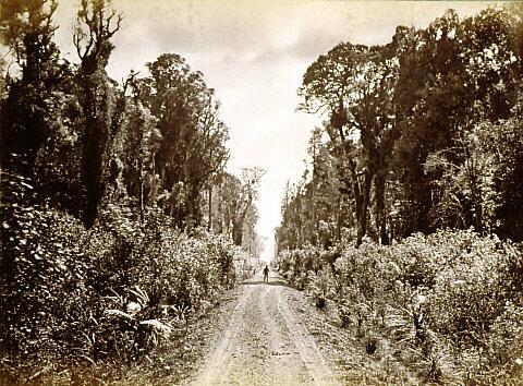 Forty Mile Bush