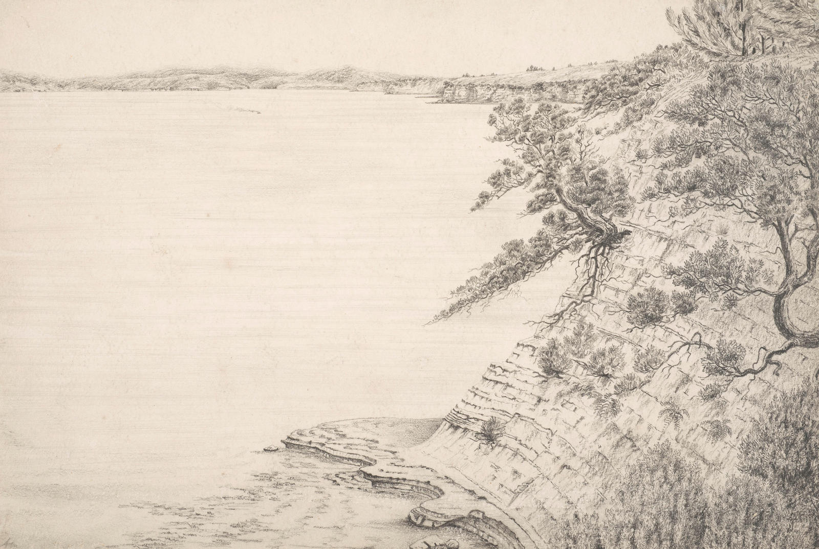 Eastern Buckland's Beach Cliffs and Pohutukawas