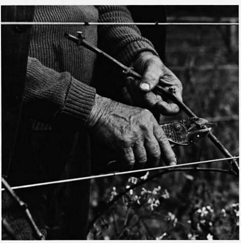 Pruning 1968