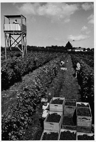 Walker's vineyard 1968