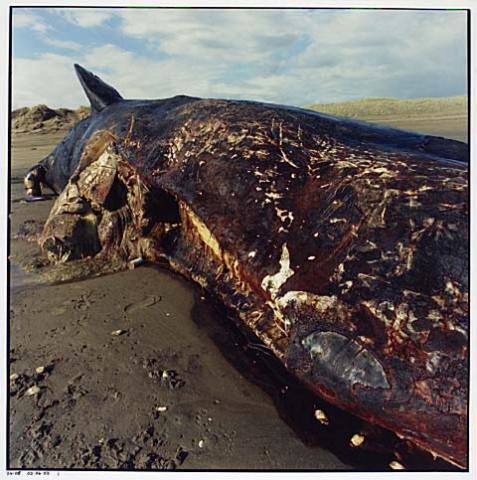 Whale Stranding at Muriwai Beach No.10