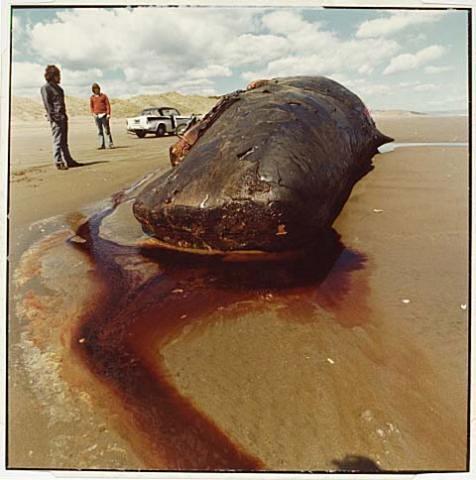Whale Stranding at Muriwai Beach No.2