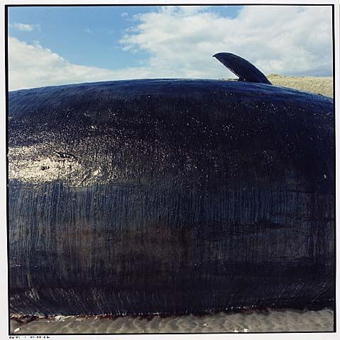Whale Stranding at Muriwai Beach No.4