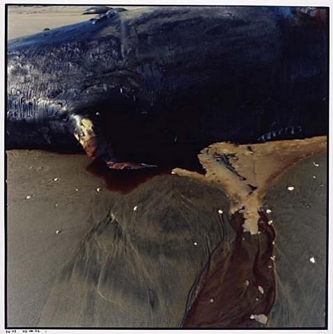 Whale Stranding at Muriwai Beach No.7