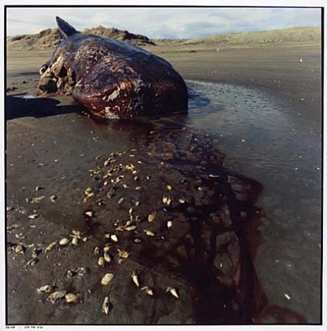 Whale Stranding at Muriwai Beach No.8