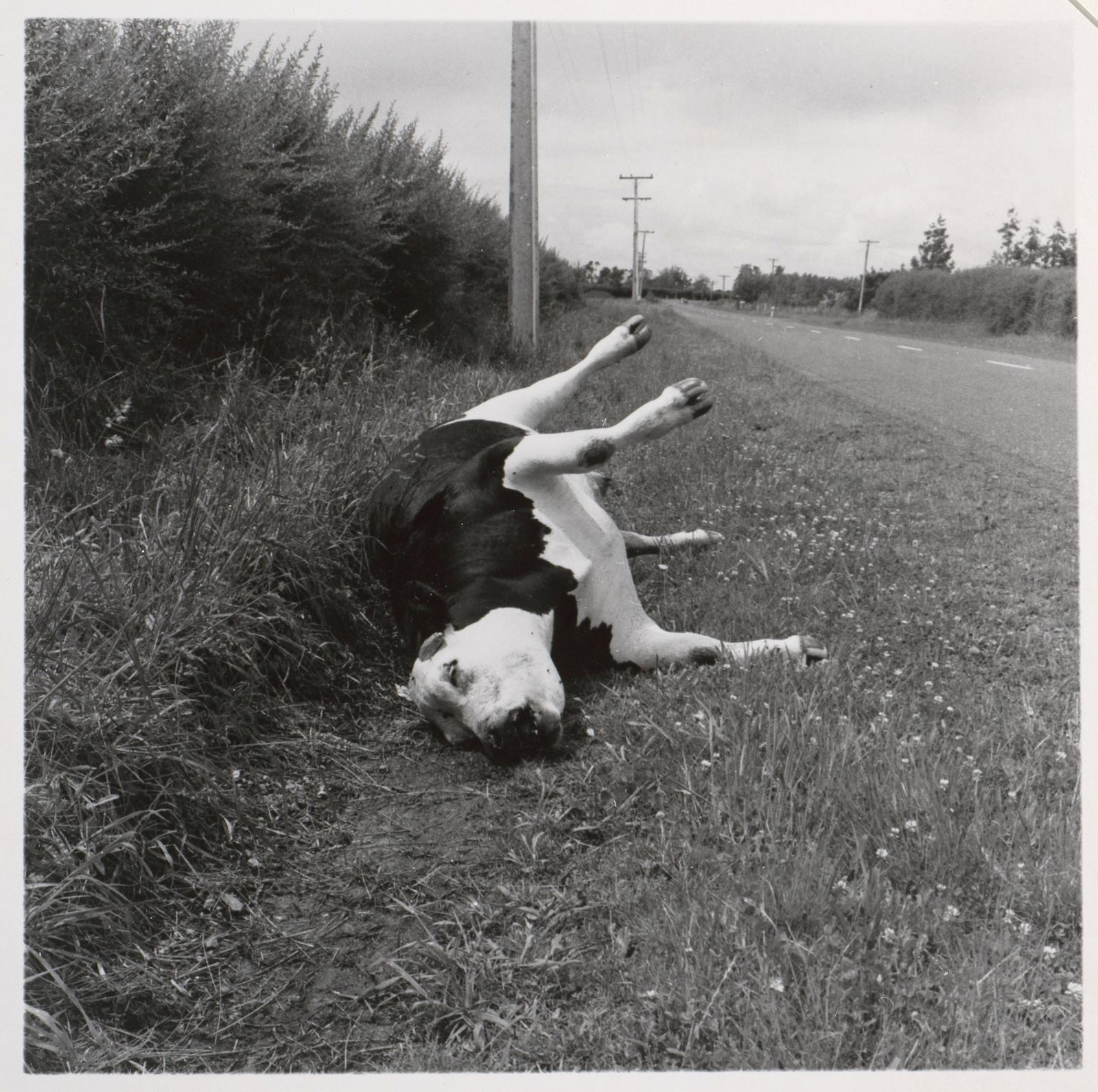 Dead Steer