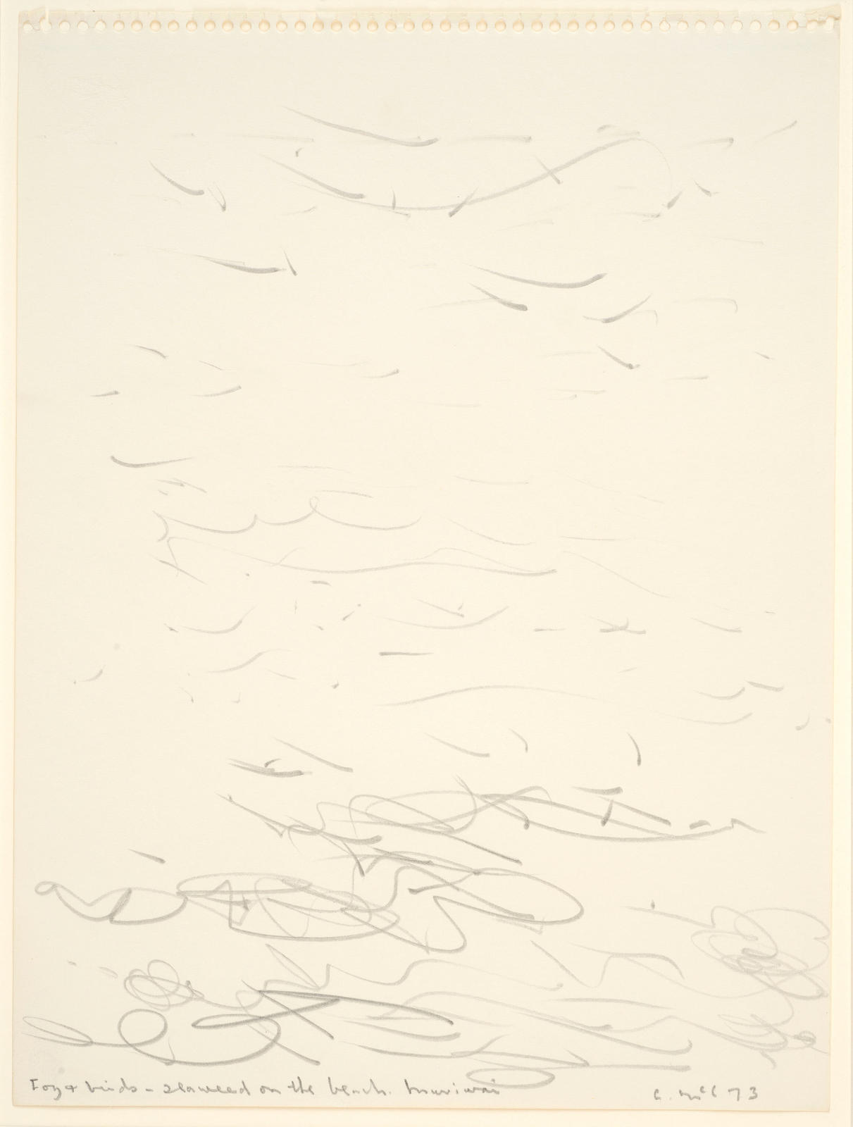 Fog and birds - seaweed on the beach
