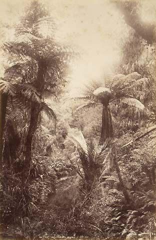 Waitakere Bush