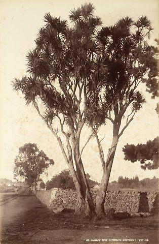 New Zealand cabbage tree