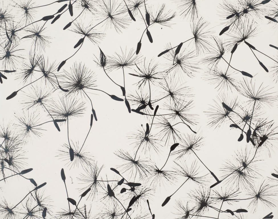 Photogram 1 (Dandelion seeds)