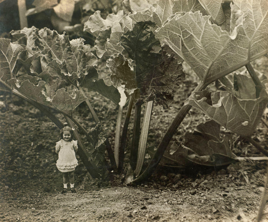 Rhubarb