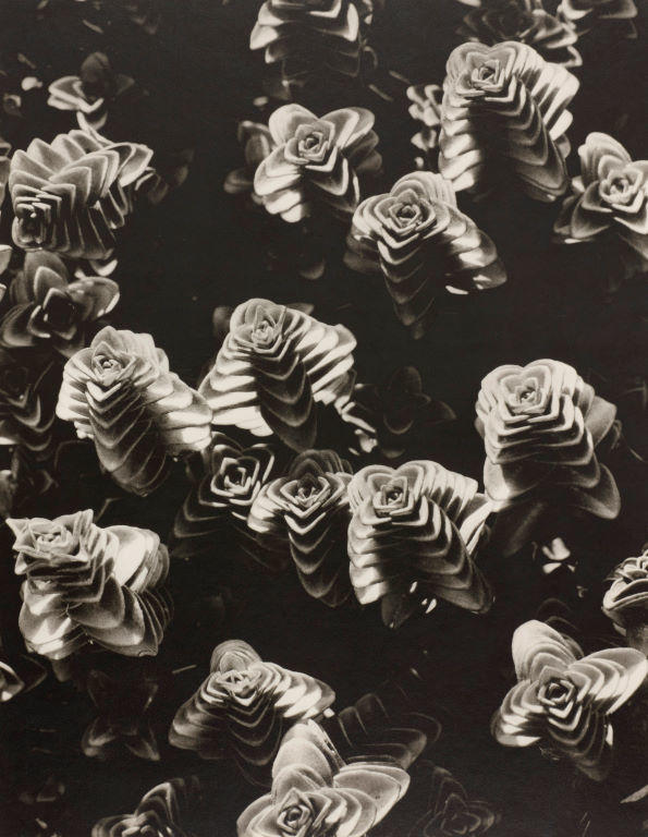 (Study of succulents)