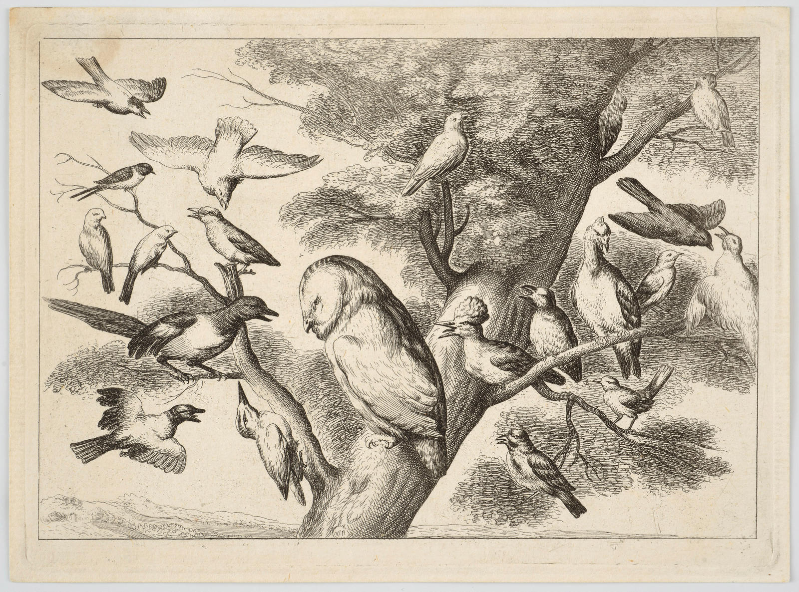 Birds Mobbing an Owl