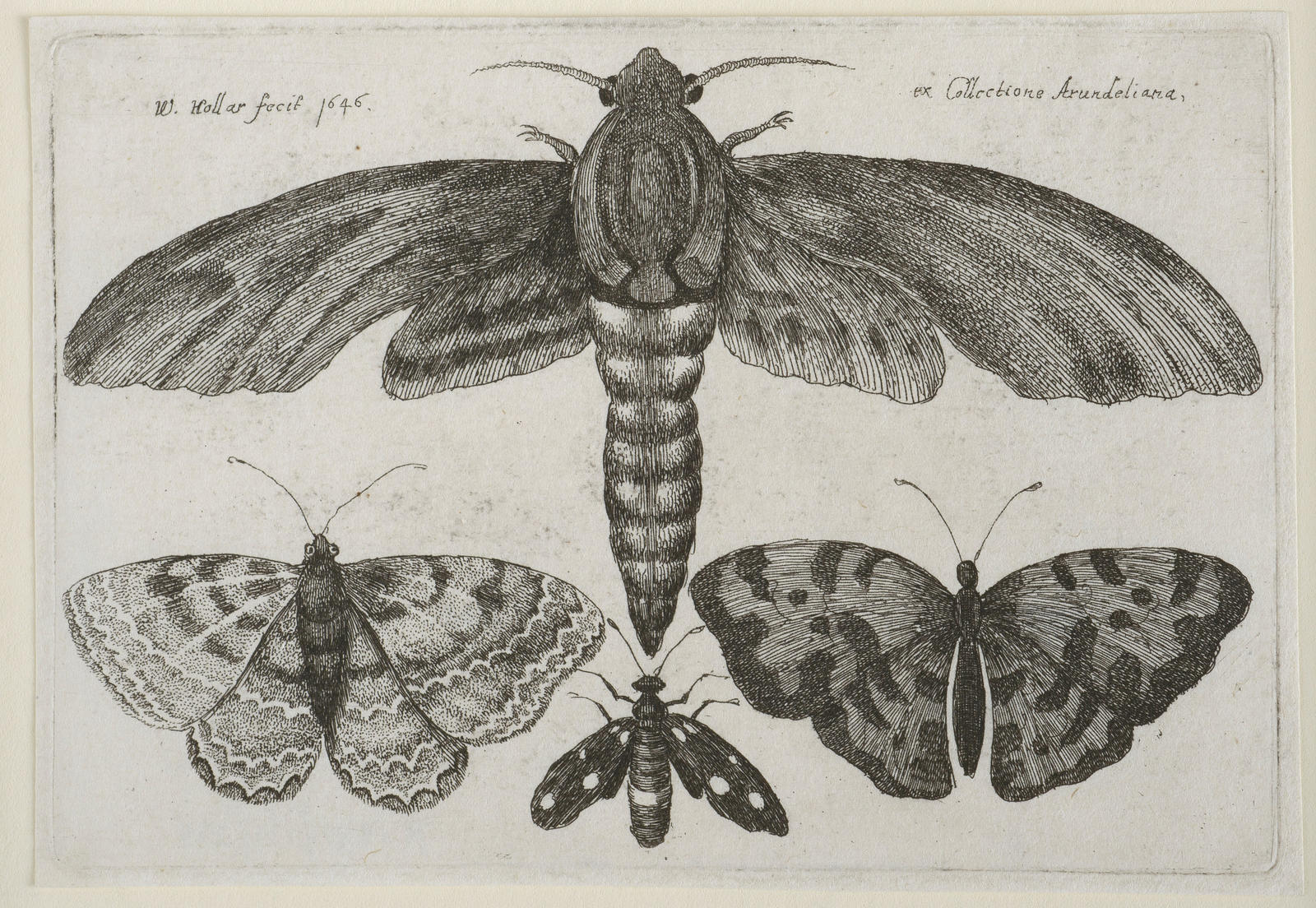 Moth and Three Butterflies