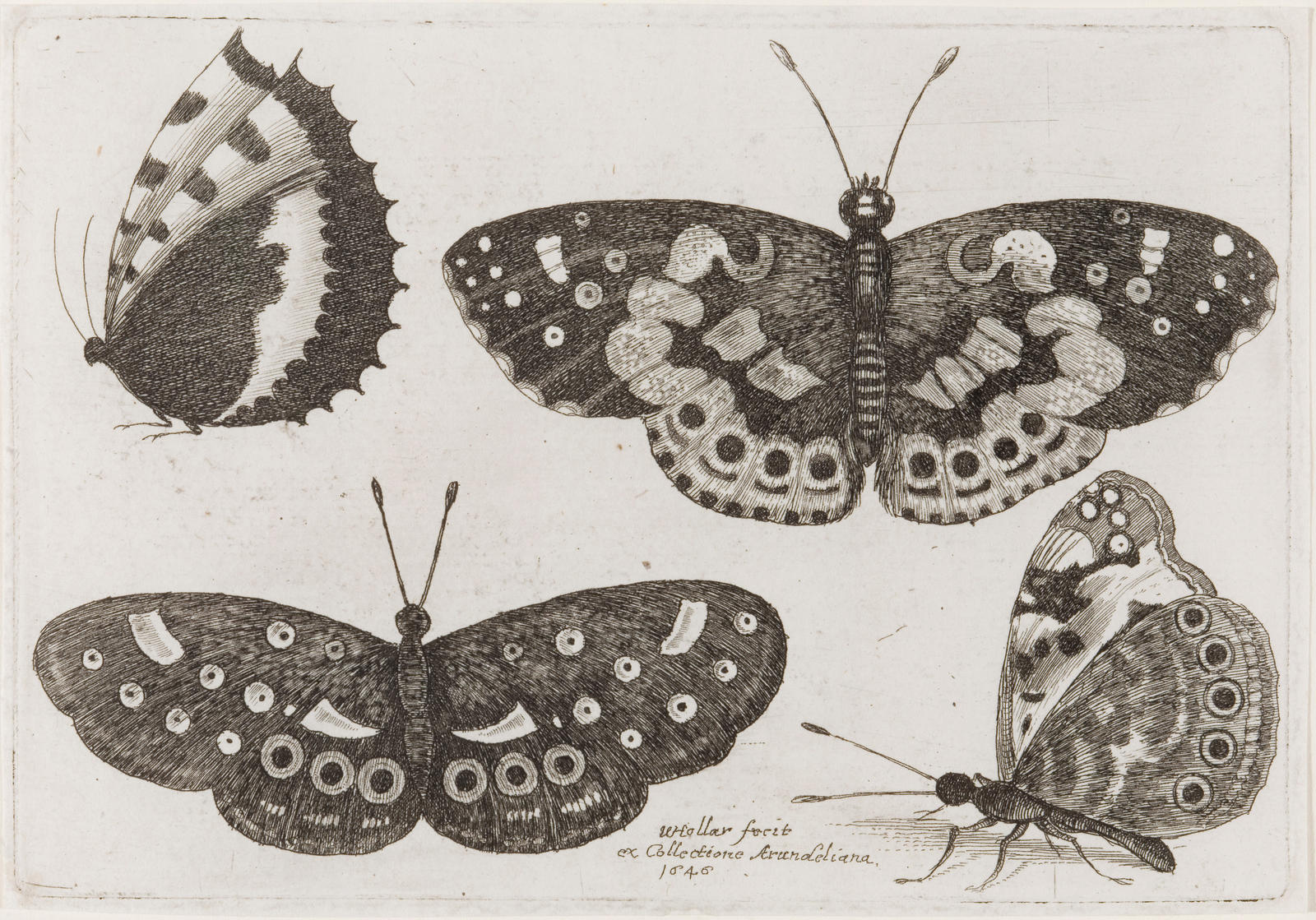 Four Butterflies