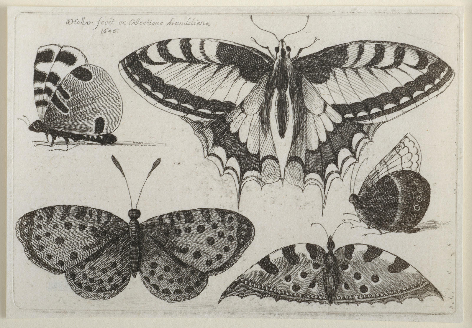 Five Butterflies