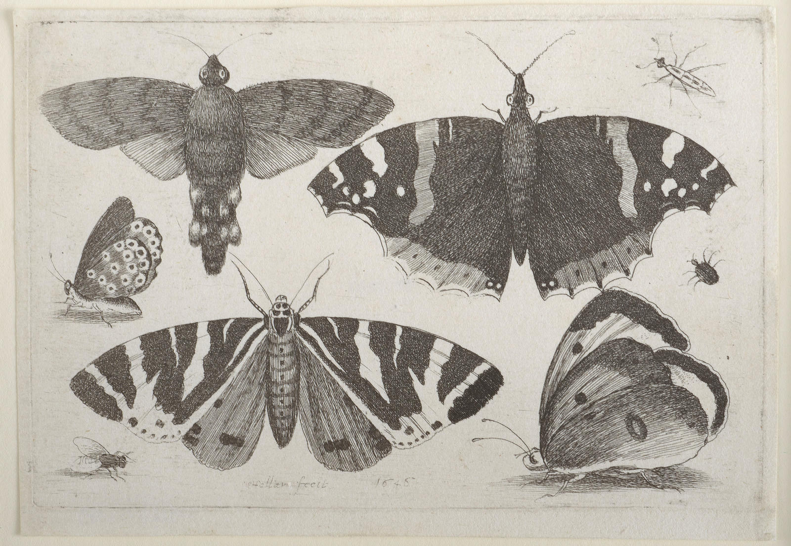Five Butterflies and Moths, Two Beetles and a Fly