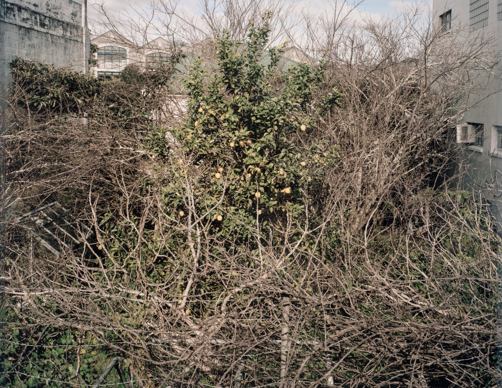 Grey Lynn garden, Winter