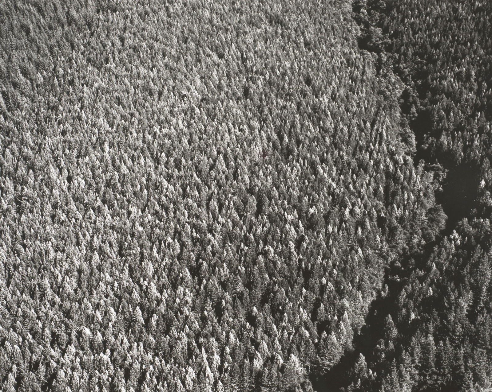 Golden Downs Forest, Nelson