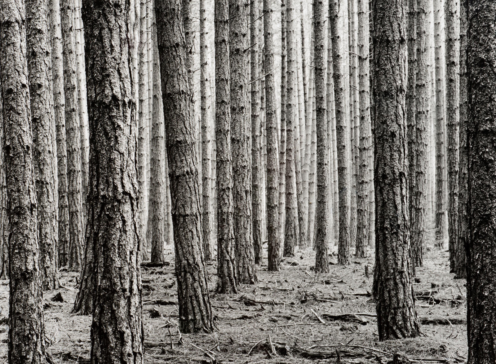 Stand of Pinus Radiata, Hanmer