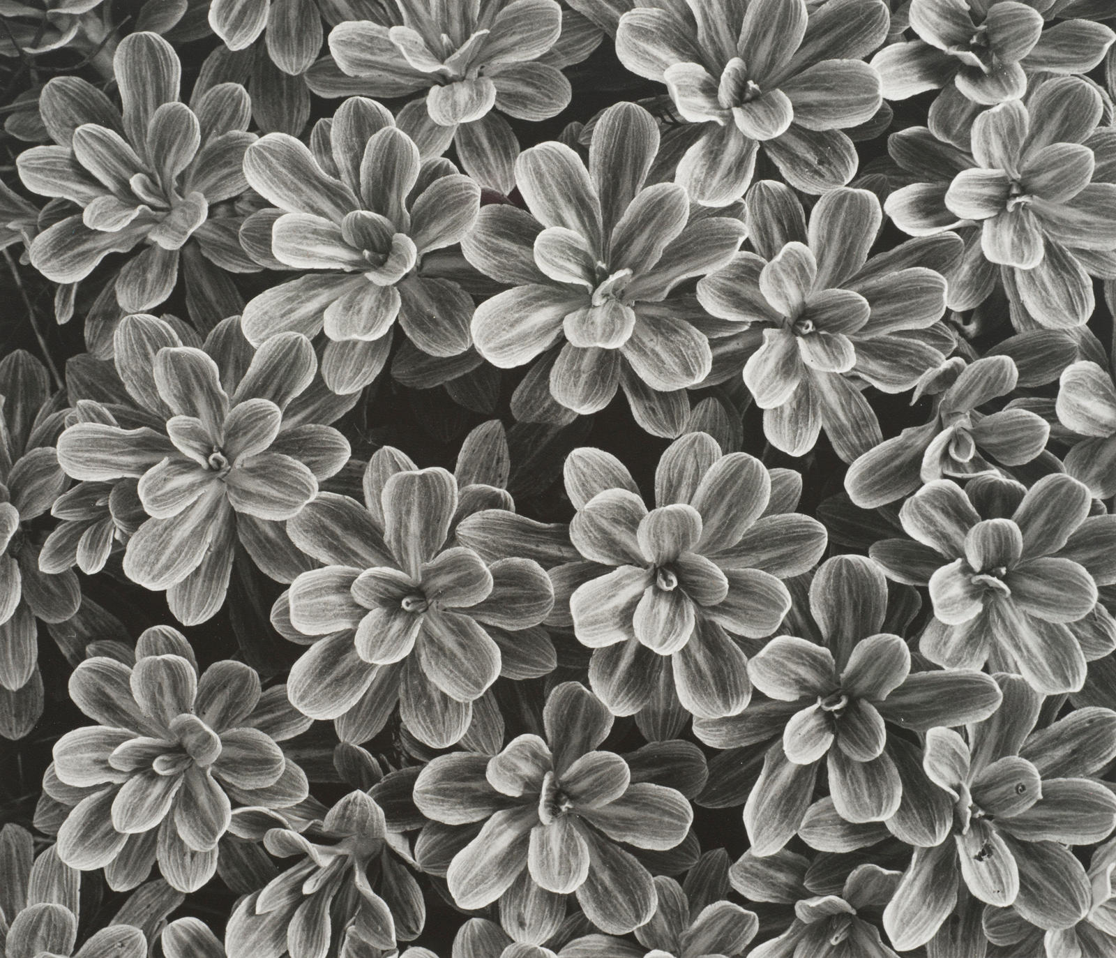 Leaves of Mountain Daisy (Celmisia Incana)