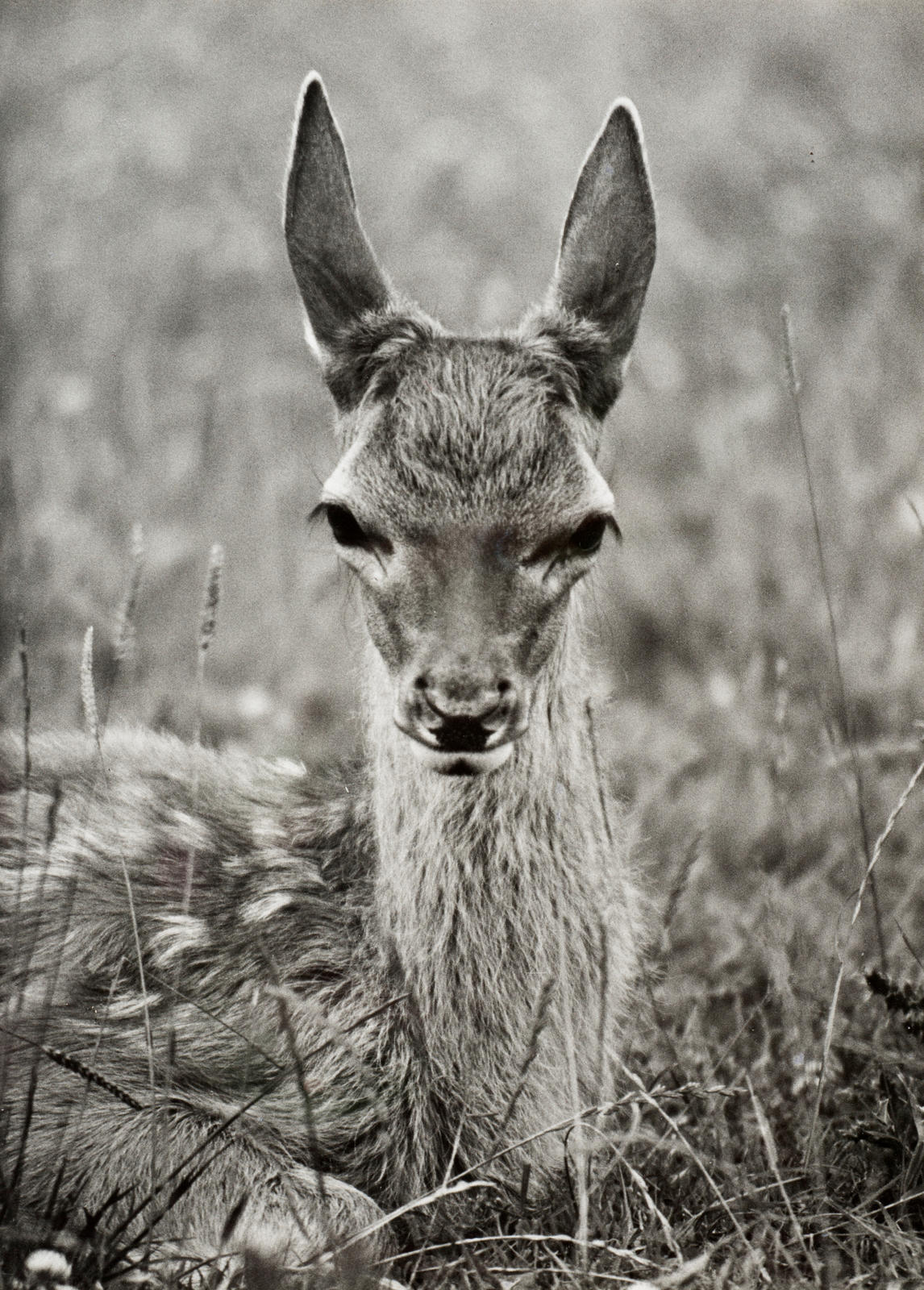 Red Deer fawn, Leithen Downs, near Gore
