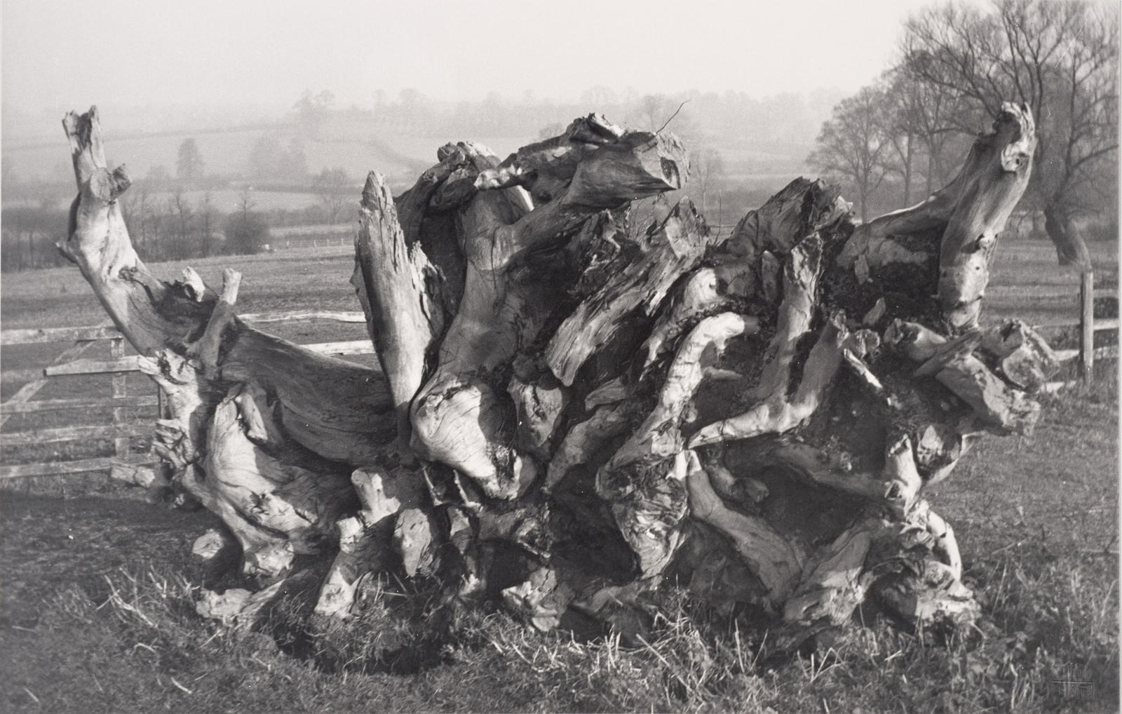 ‘Laocoon’, Carswall’s Farm, Newent, Gloucestershire