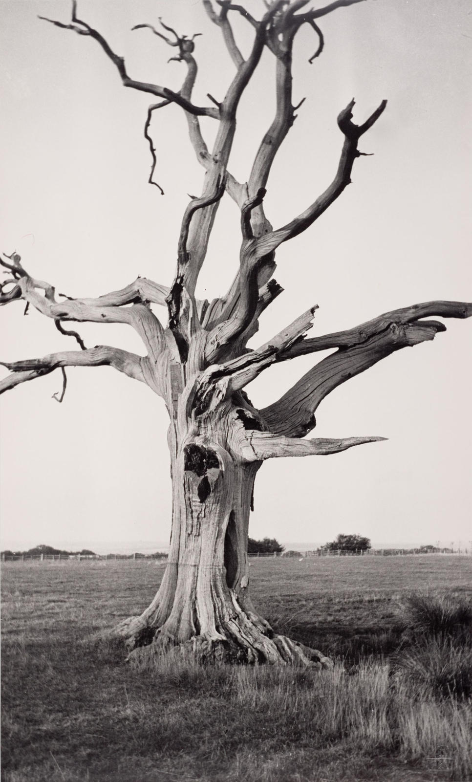 Dead Tree, Romney Marsh