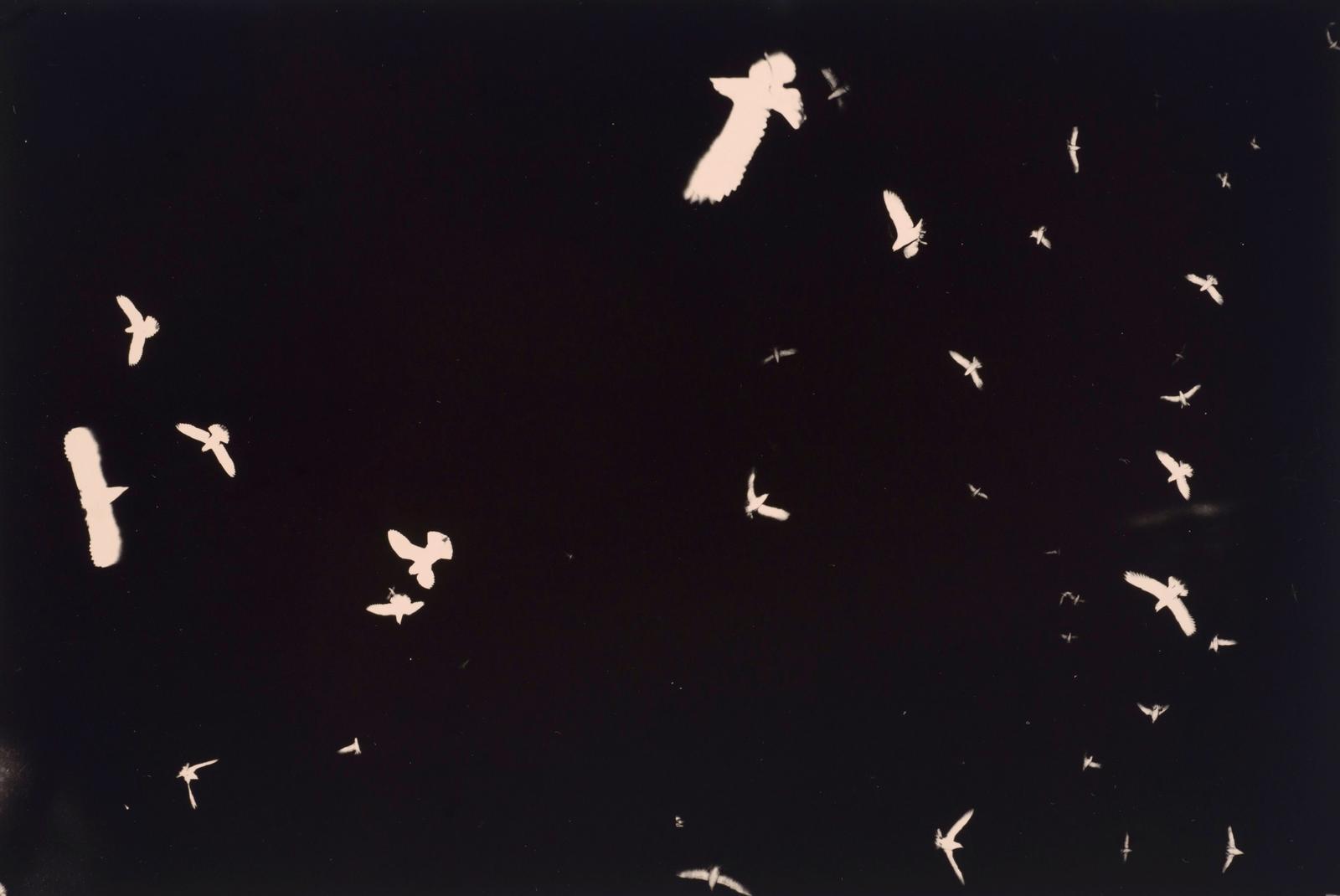 Fairy Prions in flight, Stephens Island
