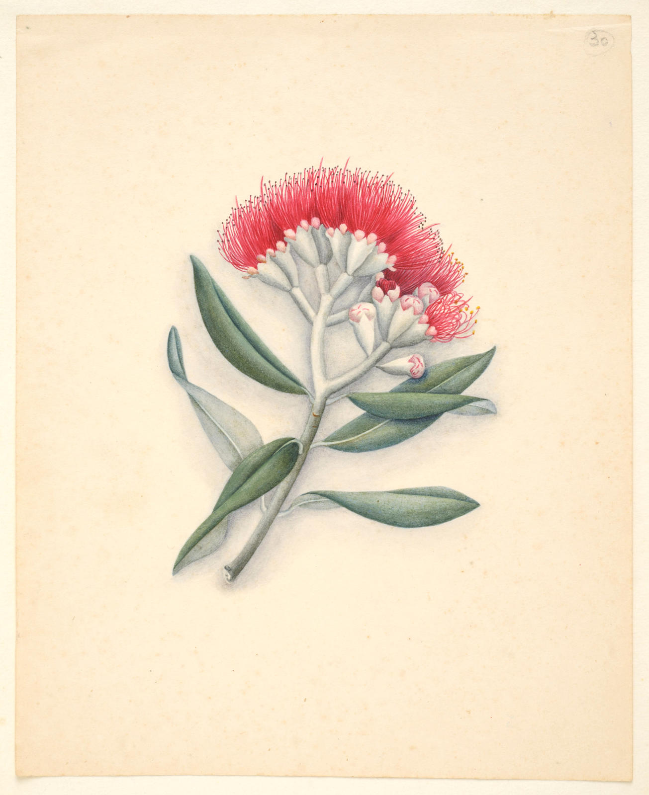 Pohutukawa (New Zealand Christmas Tree) – Metrosideros excelsa