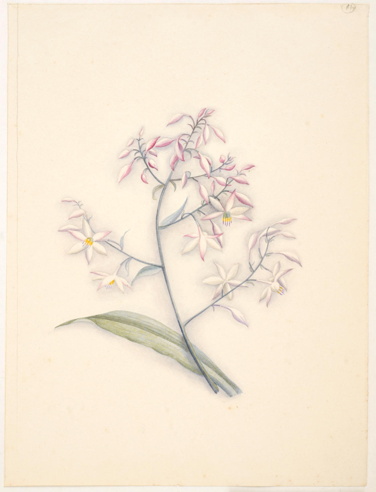 Rengarenga or rock lily - Arthrapodium cirratum