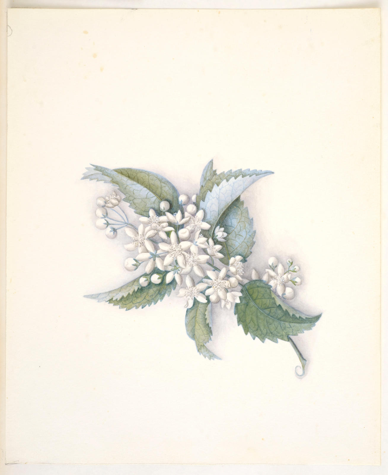 Houhere or lacebark – Hoheria populnea