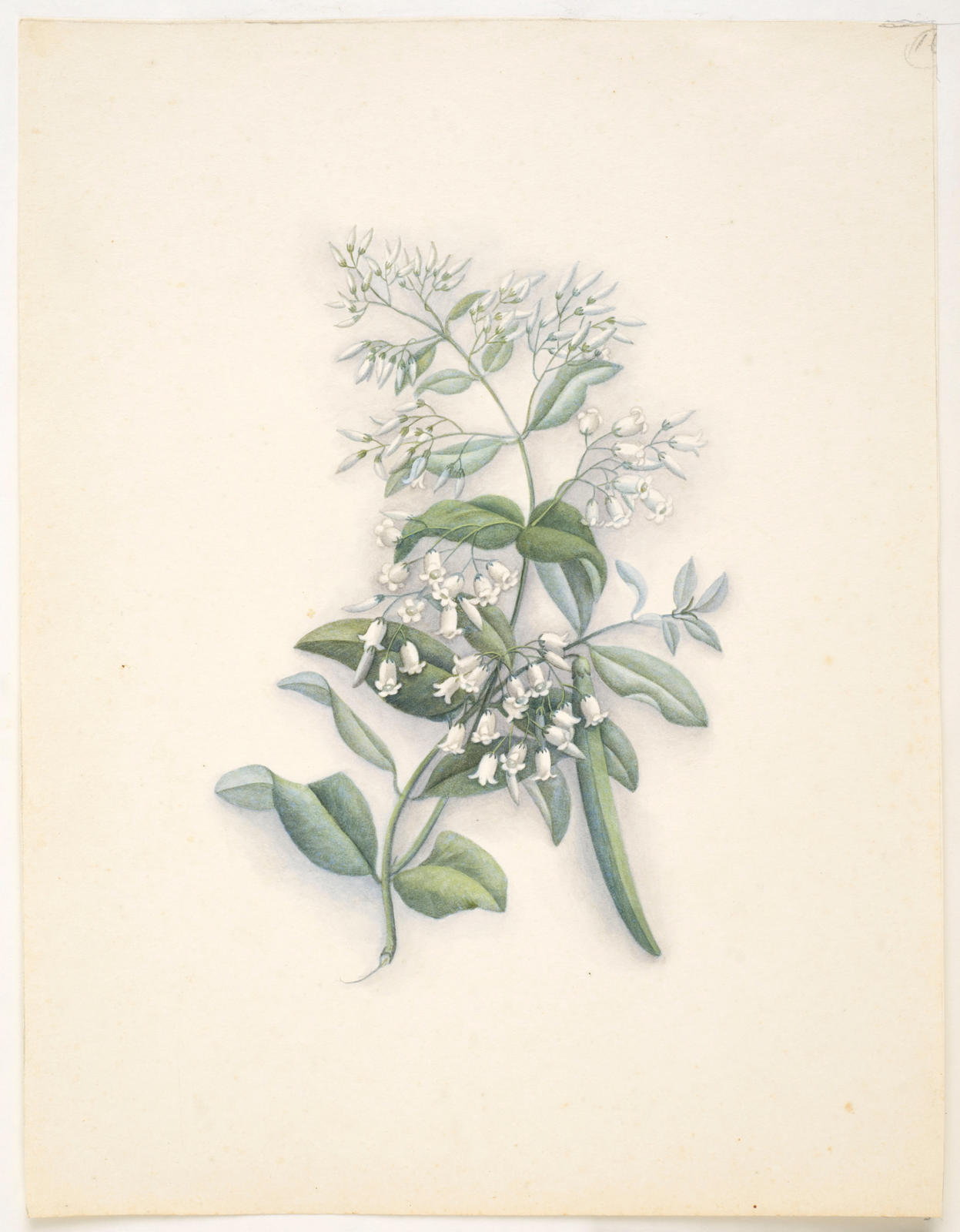 Kaihua or Maori jasmine – Parsonsia heterophylla