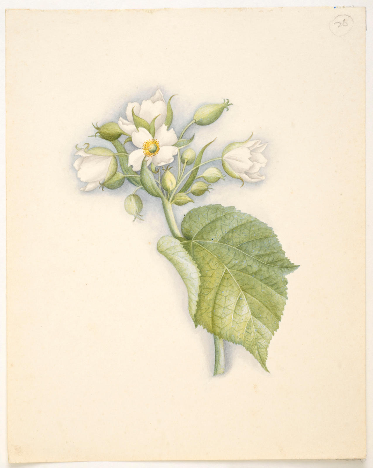 Whau or NZ Mulberry – Entelea arborescens