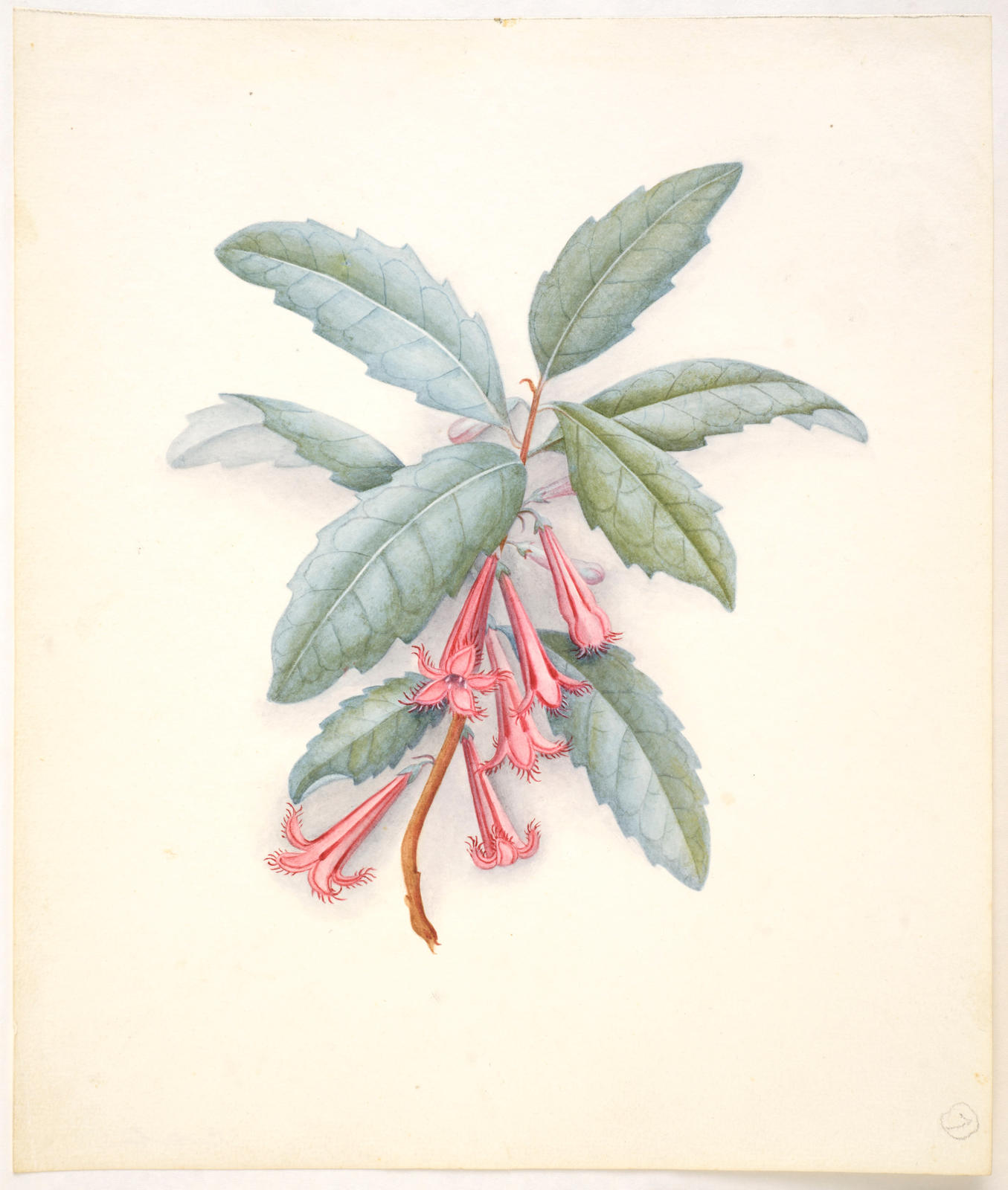 Toropapa or shrubby honeysuckle – Alseuosmia macrophylla