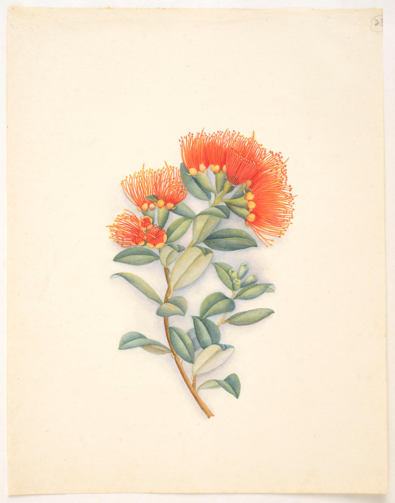 Akakura or rata vine – Metrosideros fulgens