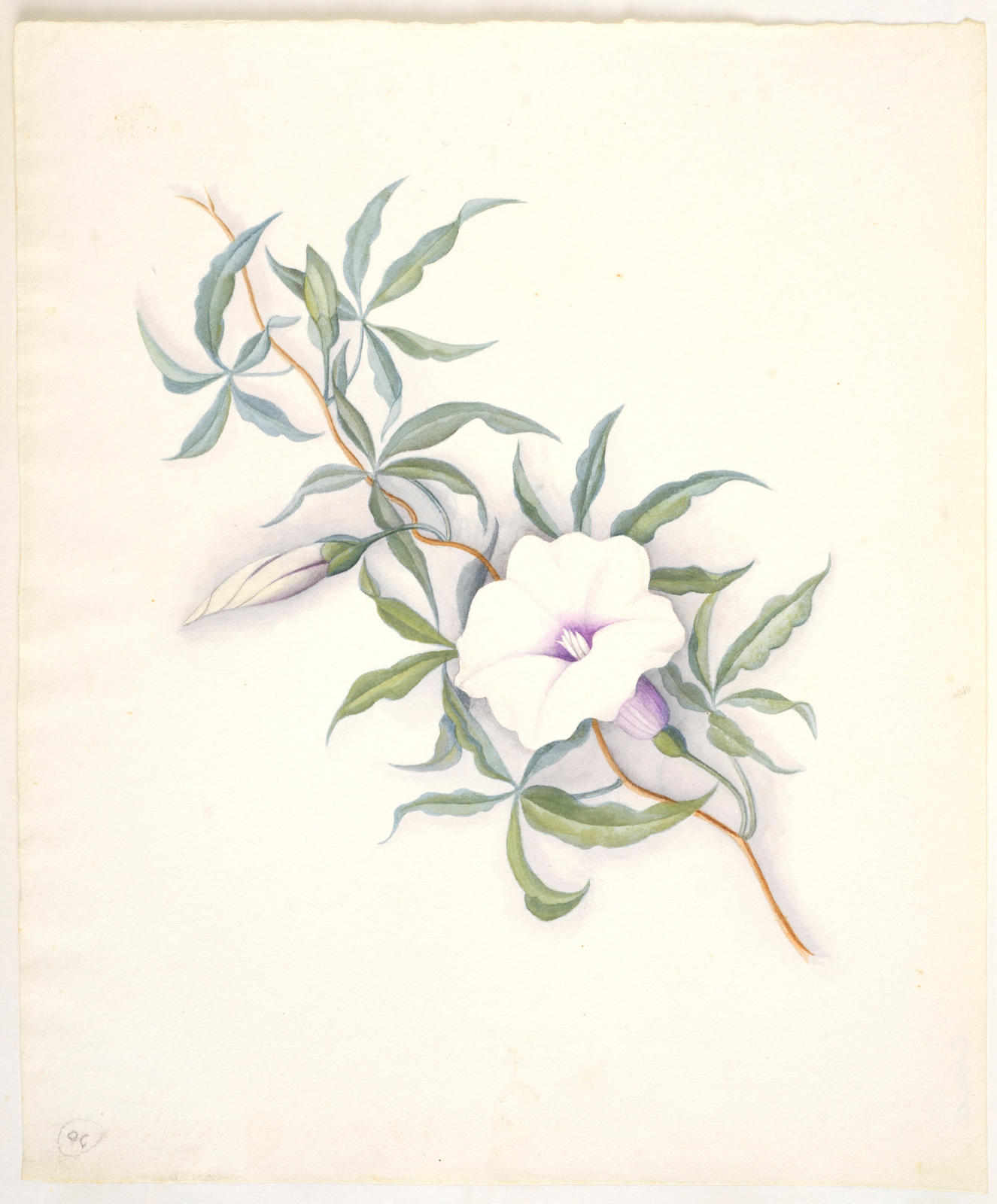 Powhiwhi or purple morning glory – Ipomoea palmata