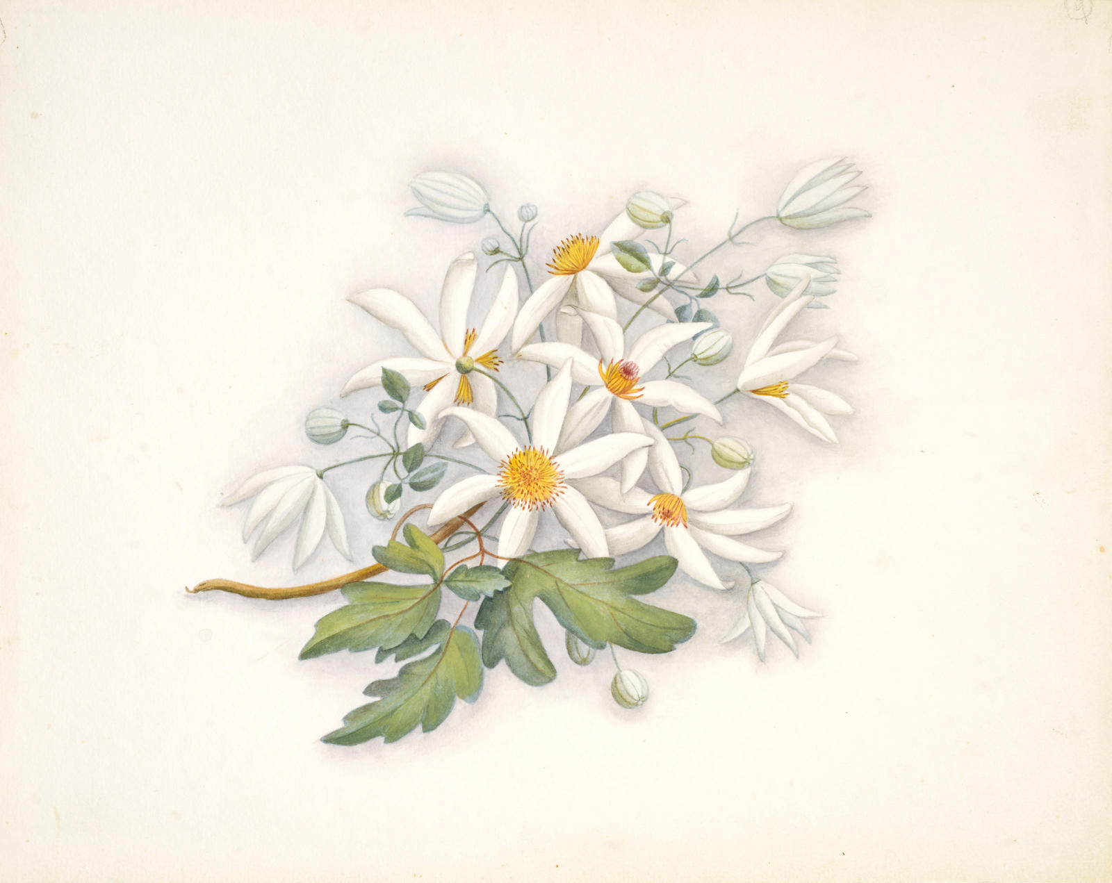 Puawhananga or NZ clematis – Clematis paniculata