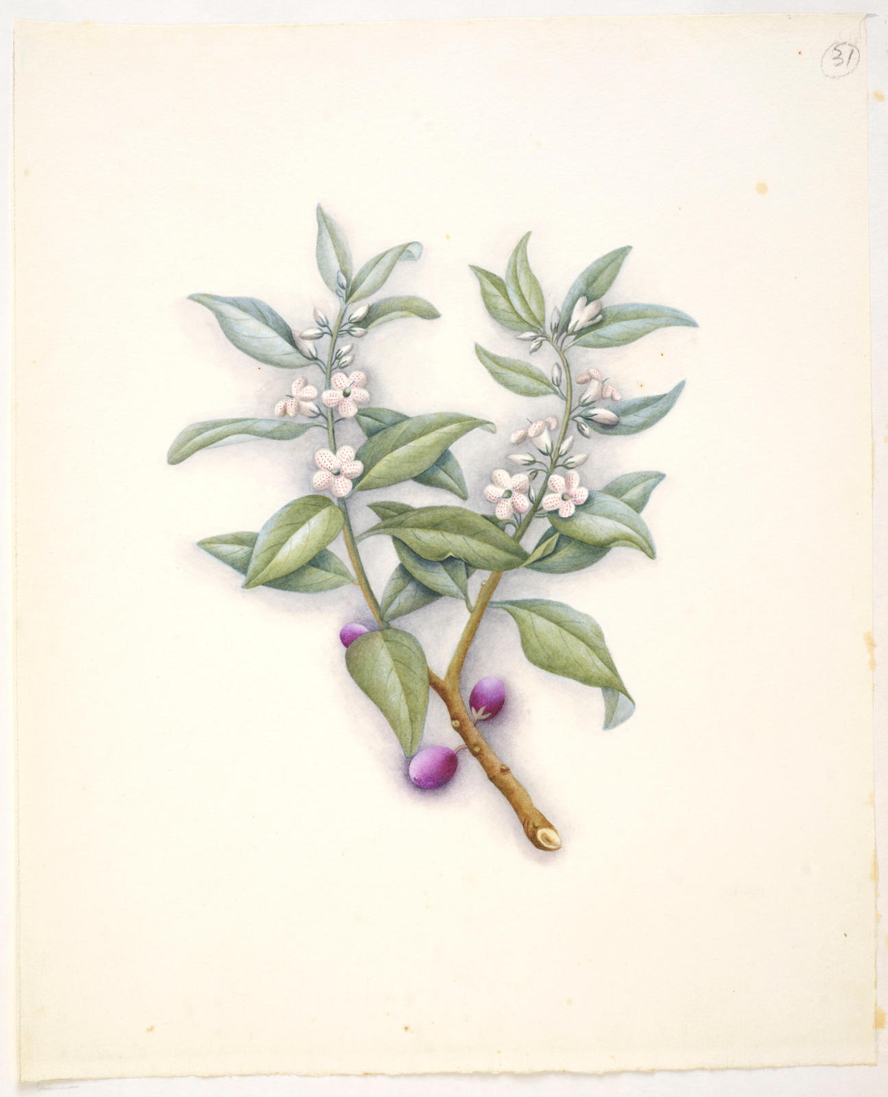 Ngaio or mousehole tree – Myoporum laetum