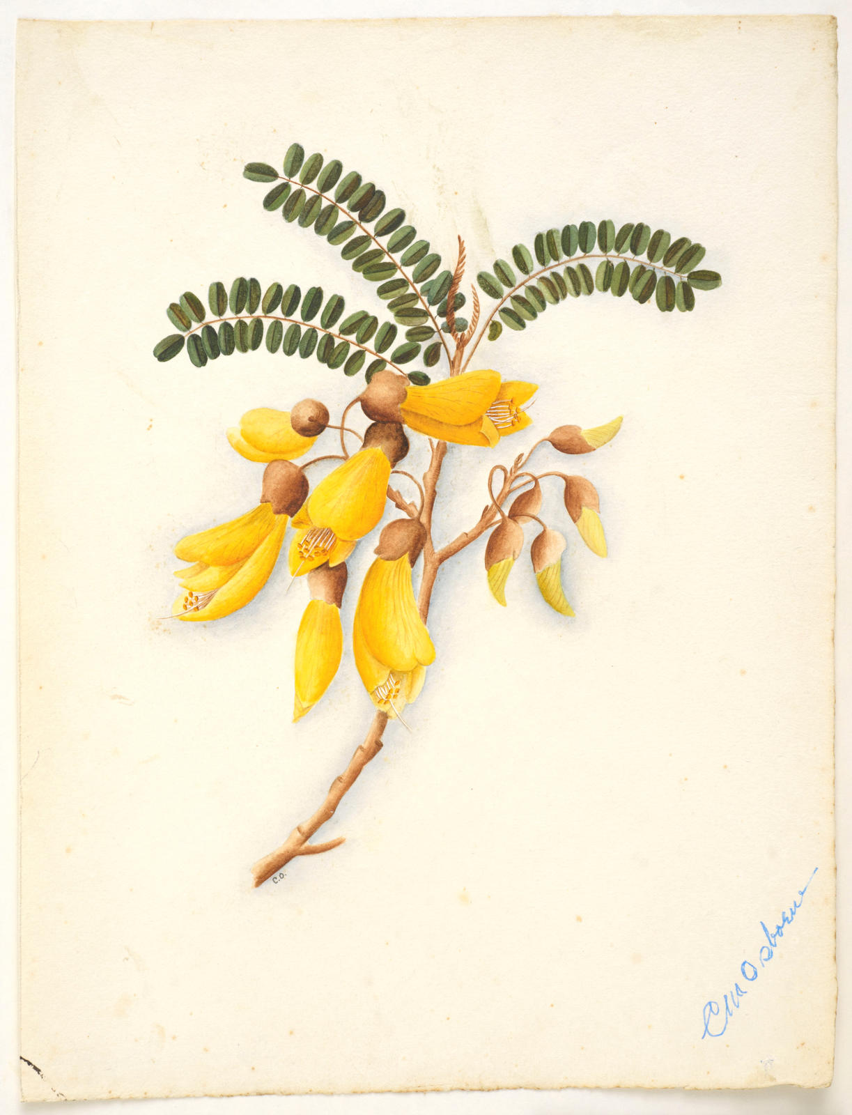 Kōwhai – Sophora microphylla or sophora chathamica