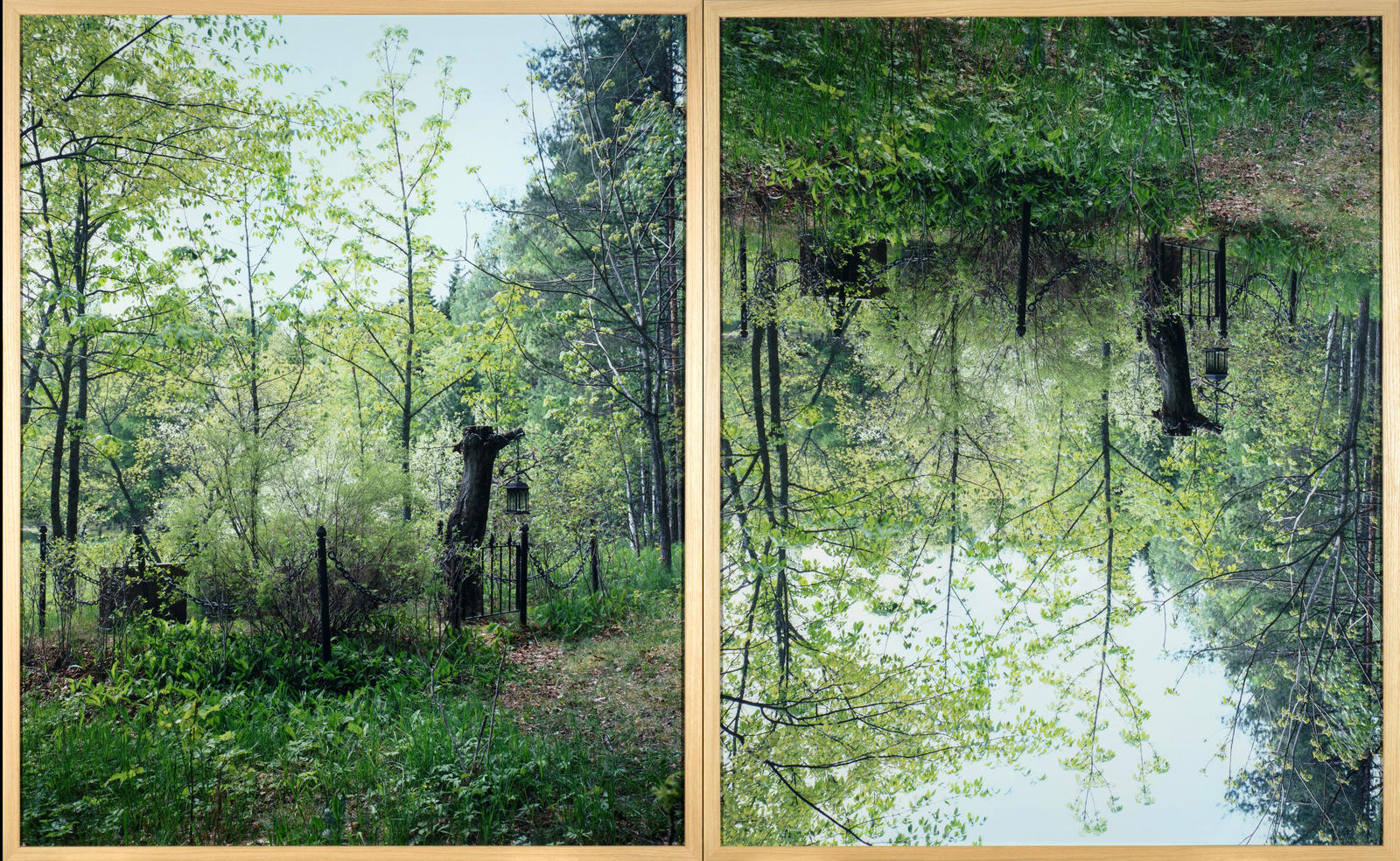 Seedling, Urho Karhumäki’s Olympic Oak, Tervalampi, Finland. In 1936 Olympic Medals were still awarded in what was called The Arts Competitions where artists competed in categories such as sculpture, drawing, painting and architecture. Karhumäki was award