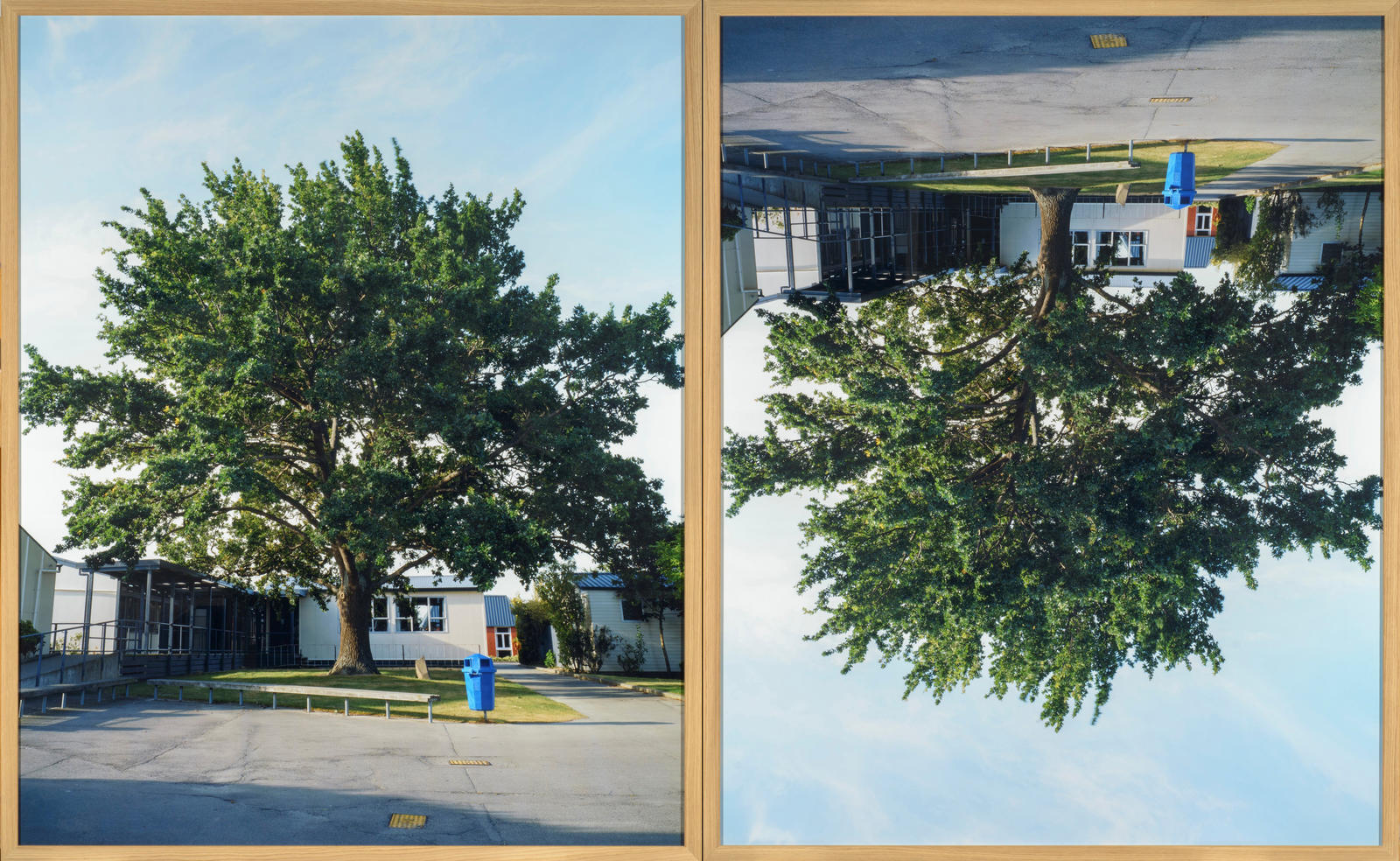 Seedling, Jack Lovelock’s Olympic Oak, Timaru Boys’ High School, Timaru, New Zealand. Featured in Leni Riefenstahl’s (1938 film) Olympia, Lovelock set a new world record and won Gold in what some regard as one of the finest 1500m Olympic finals of all tim