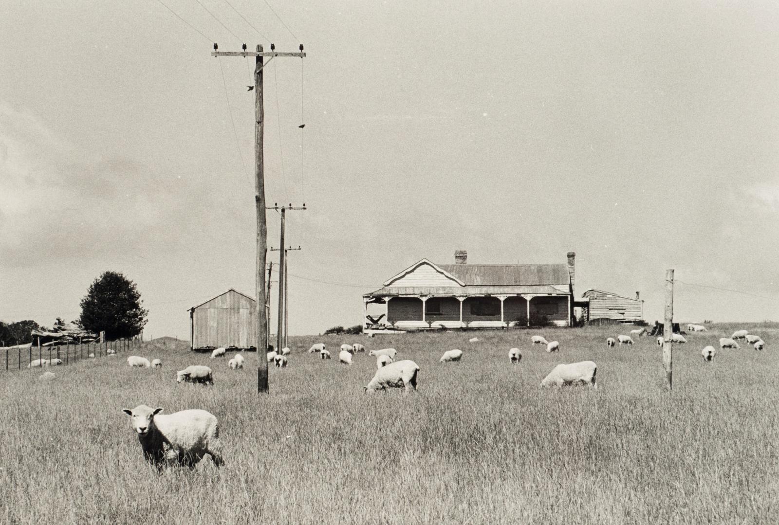 (Farmhouse and Sheep)