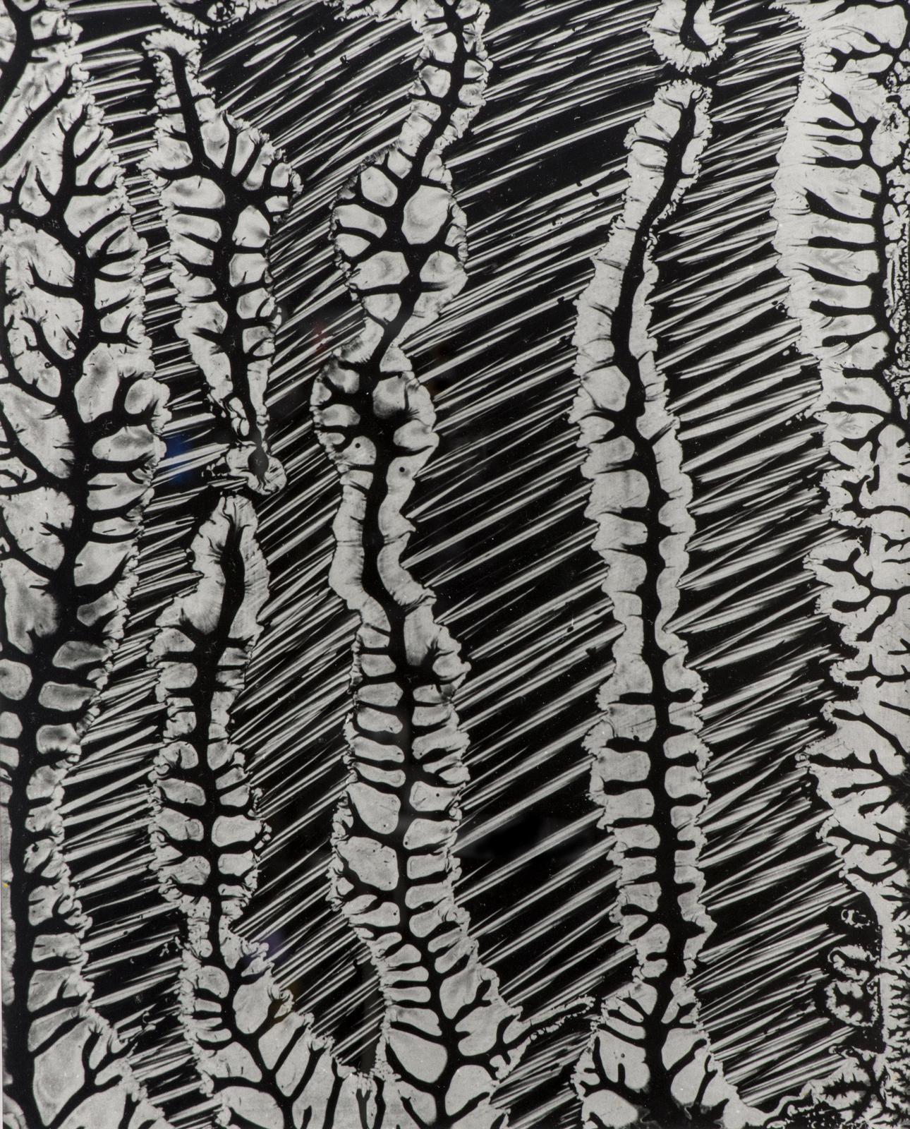 Plant Study