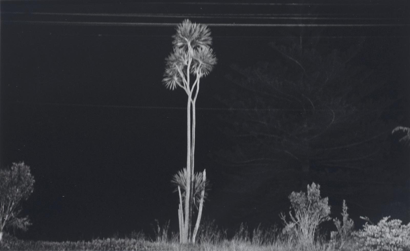 Cabbage Tree