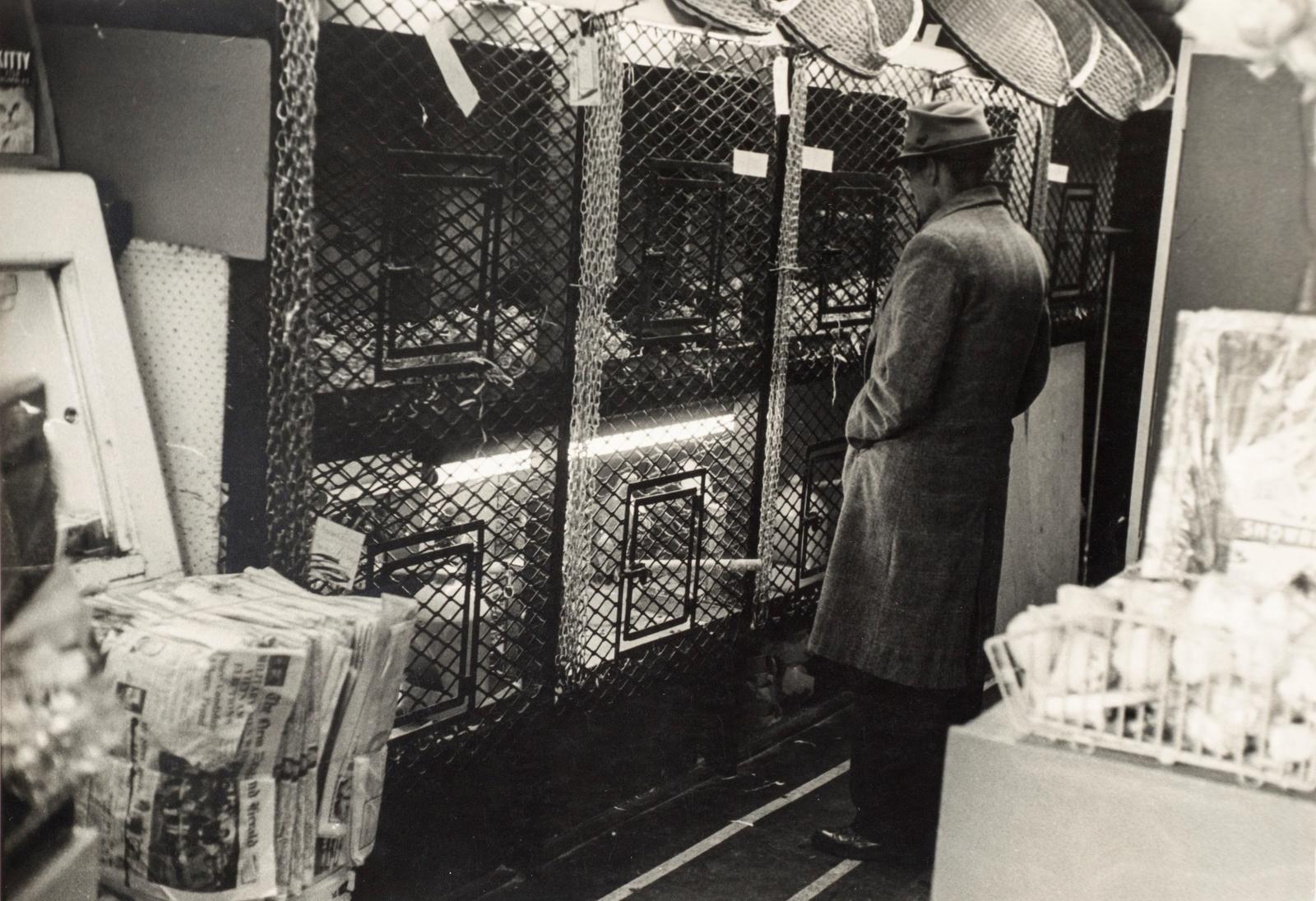 Pet shop, Upper Queen street